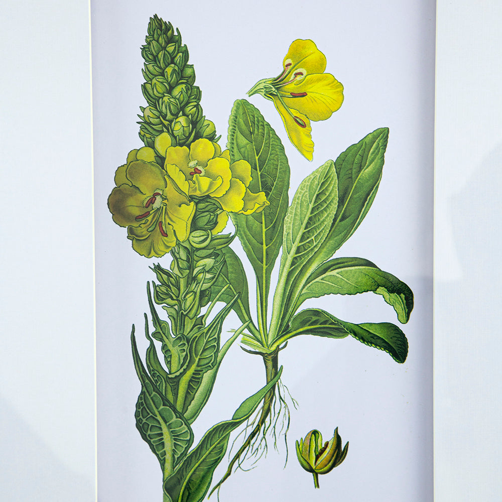 Set of 4 Botanical Flower Wall Art, Home Decor for Living Room, Dining
